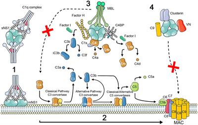 The Complement System in Flavivirus Infections